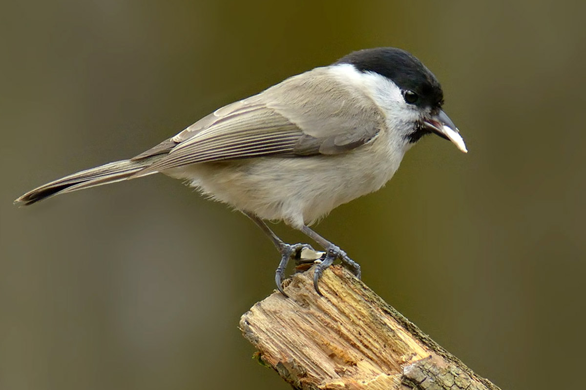 Marsh Tit