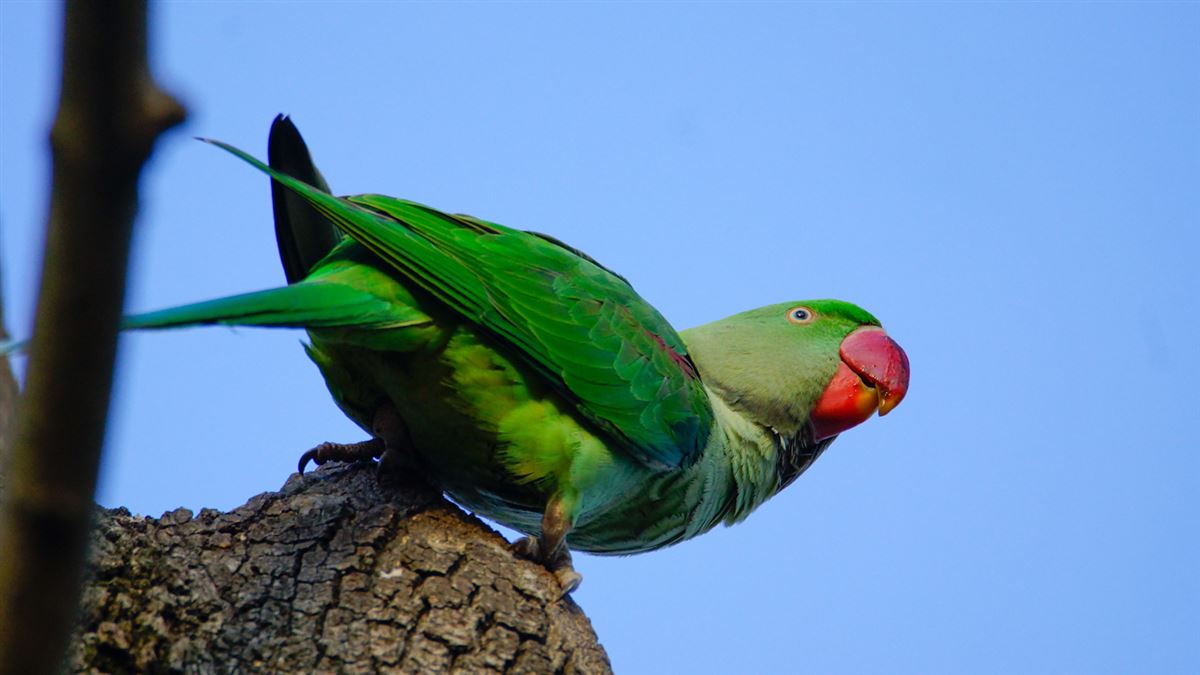 Alexandrine Parakeet