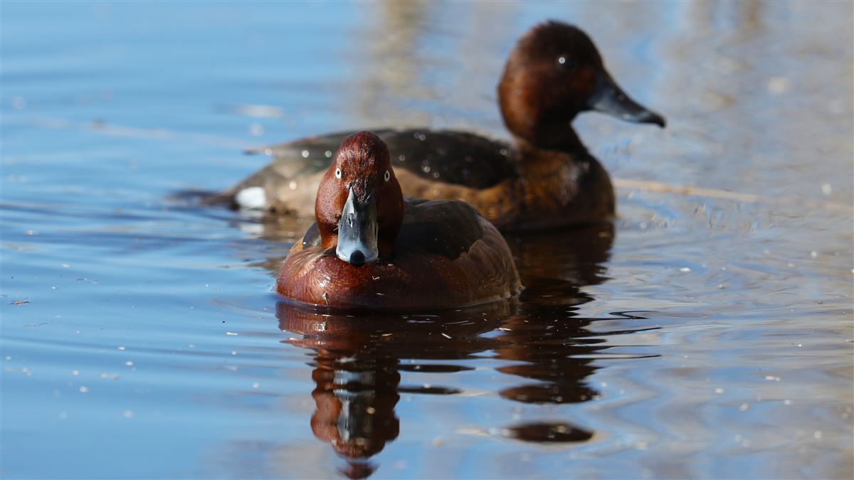 Ferruginous Duck