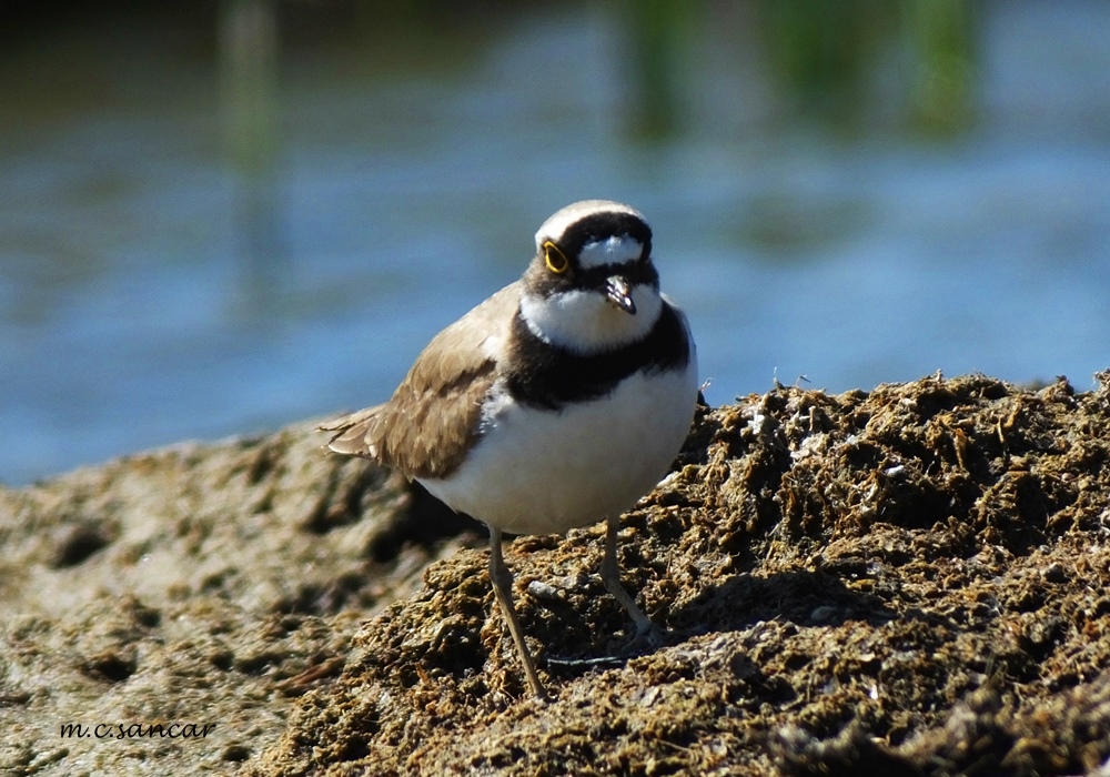 Little Ringed Plover