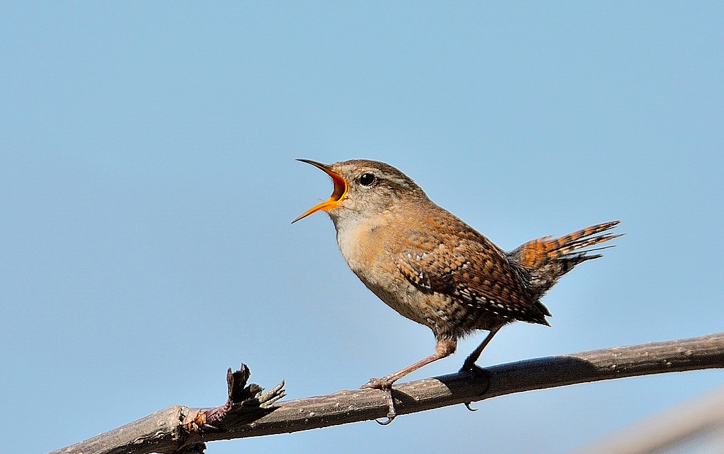Eurasian Wren