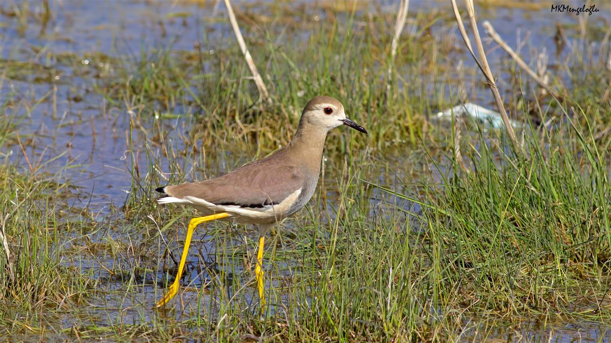 White-tailed Lapwing