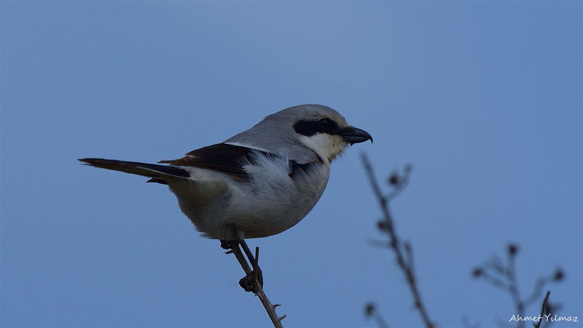 Great Grey Shrike