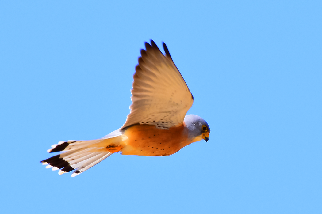 Lesser Kestrel