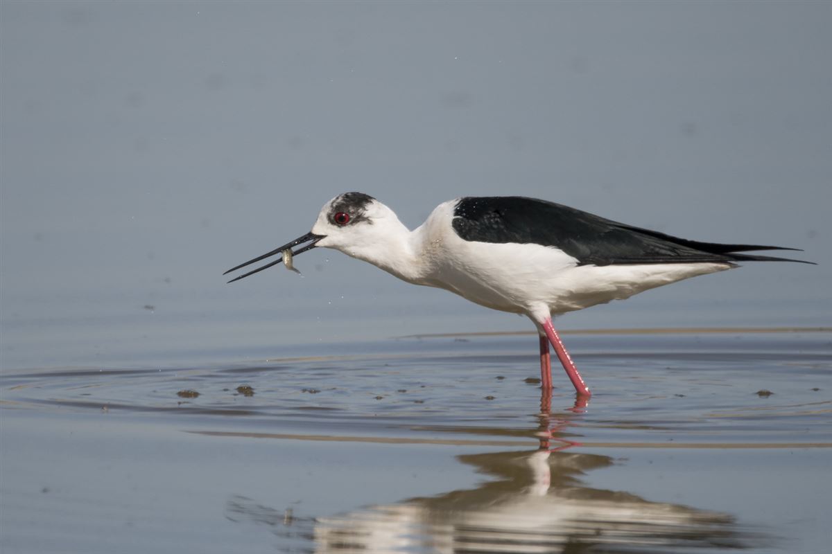 Black-winged Stilt