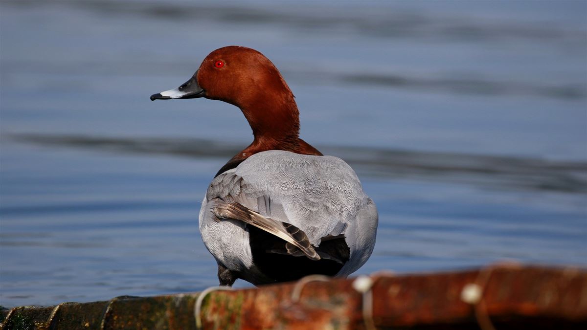 Common Pochard