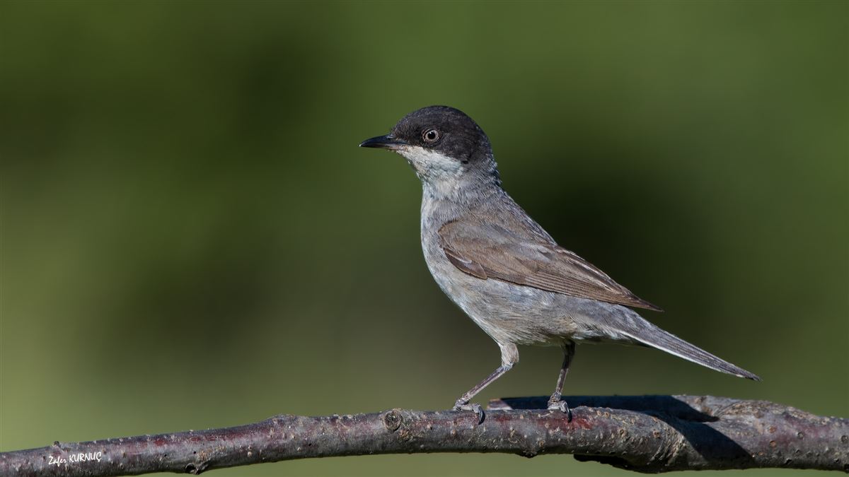 Eastern Orphean Warbler