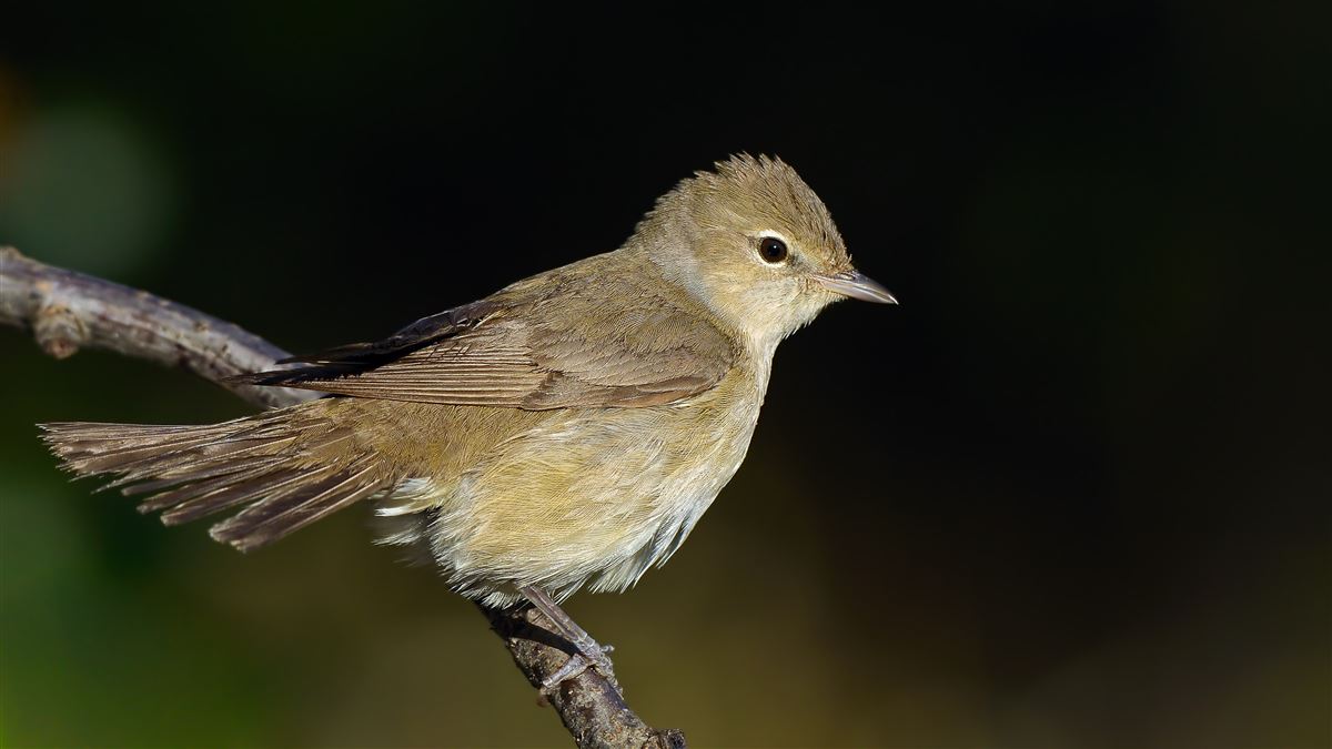 Garden Warbler