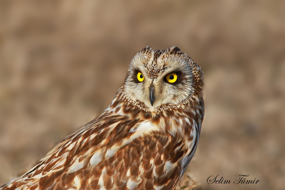 Short-eared Owl