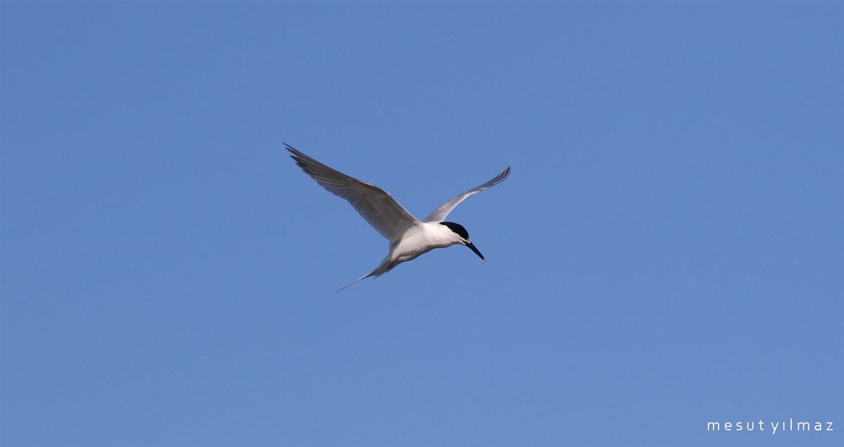 Sandwich Tern