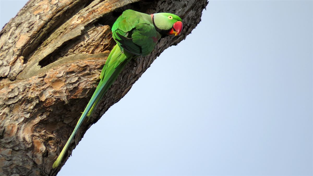 Alexandrine Parakeet