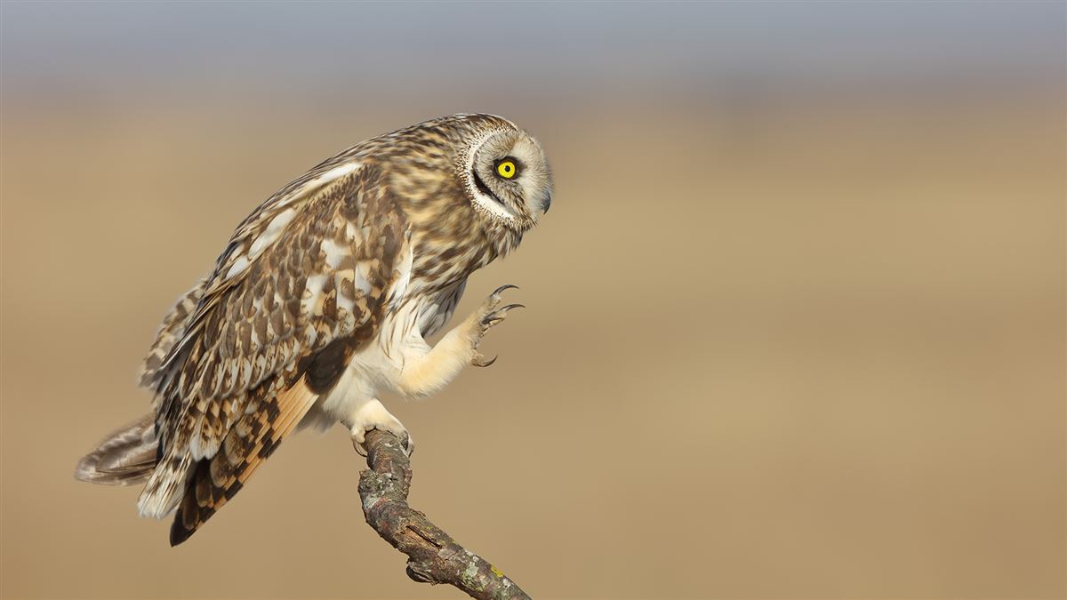 Short-eared Owl