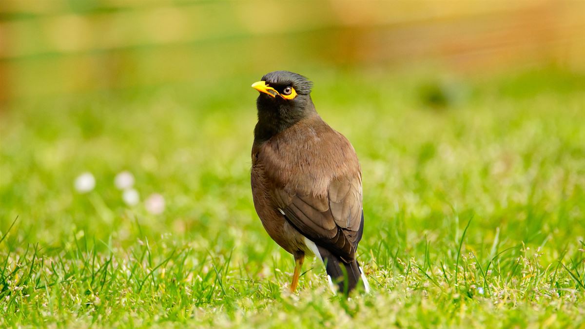 Common Myna