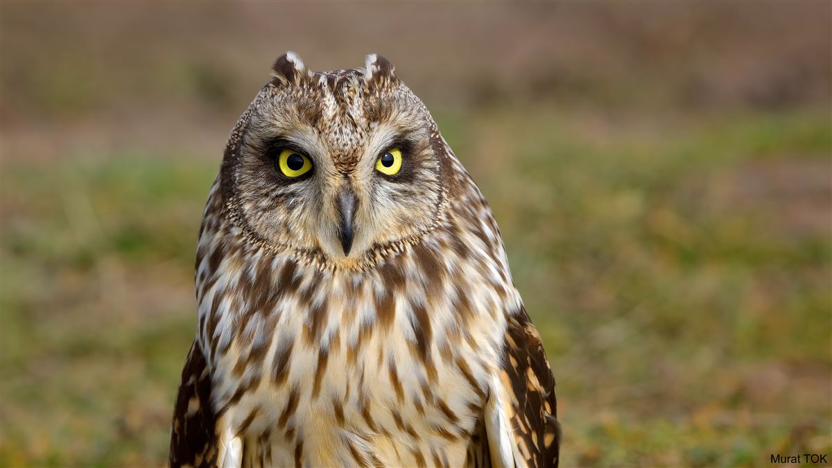 Short-eared Owl