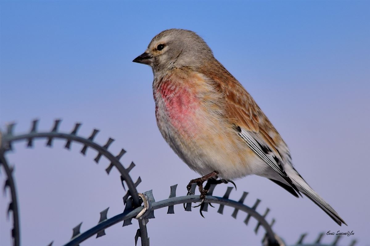 Common Linnet