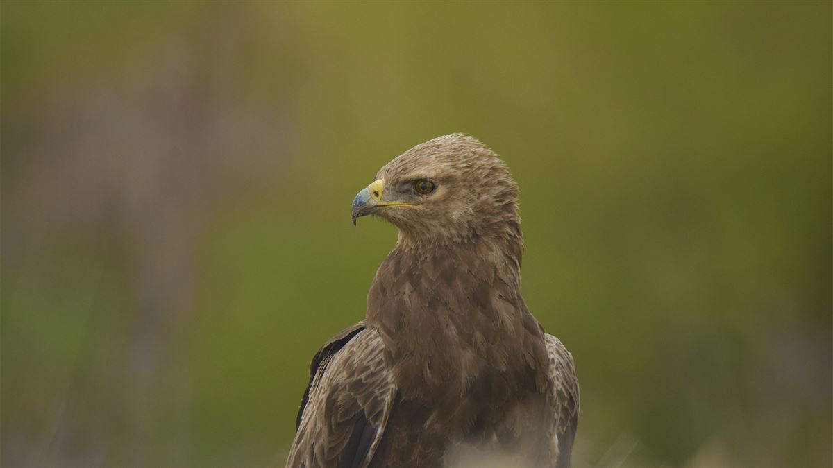 Lesser Spotted Eagle