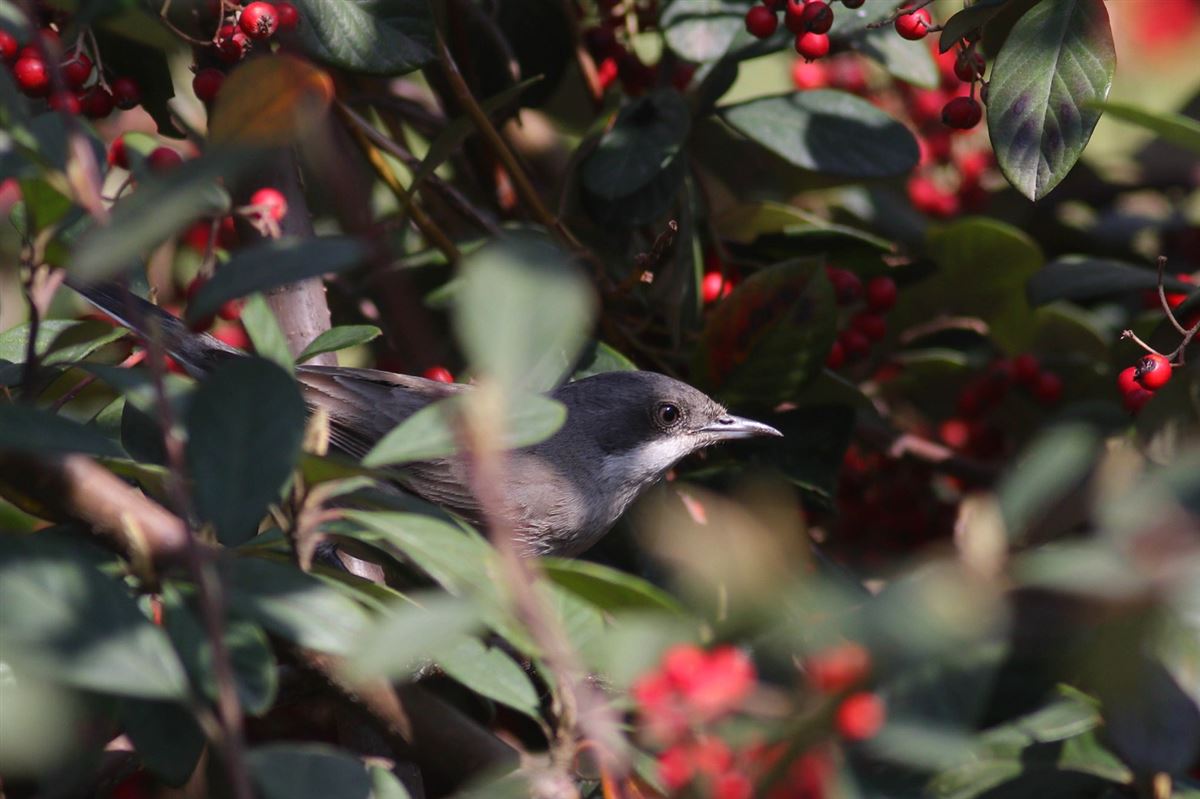 Eastern Orphean Warbler