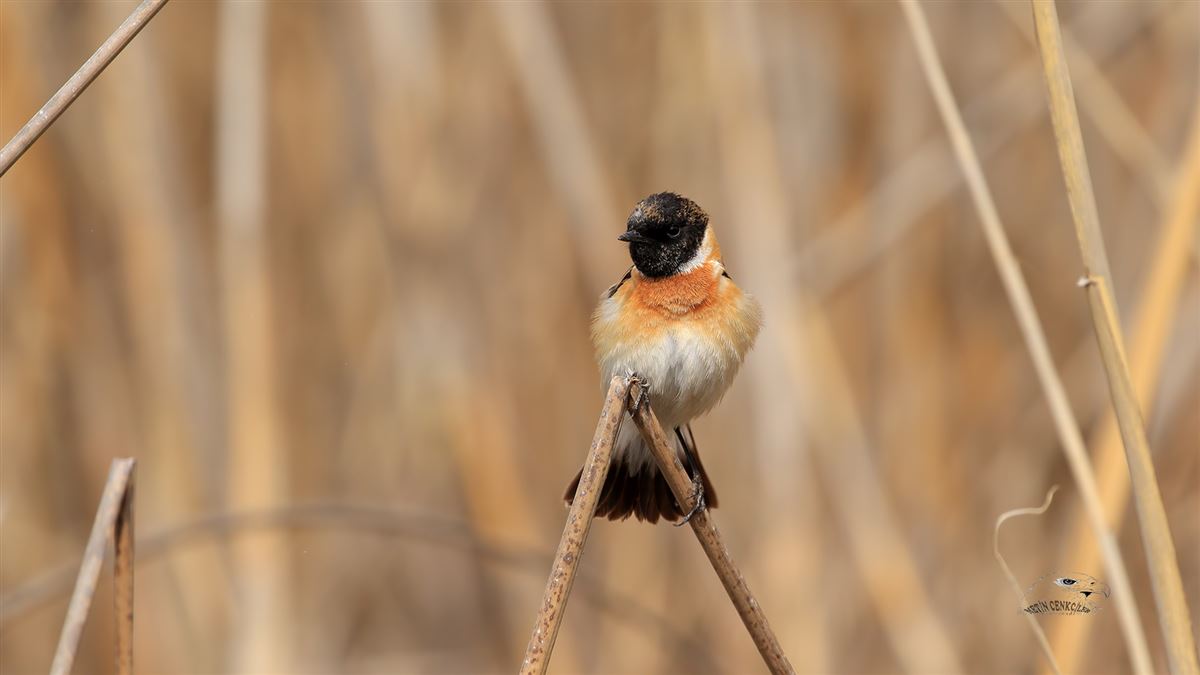 Siberian Stonechat