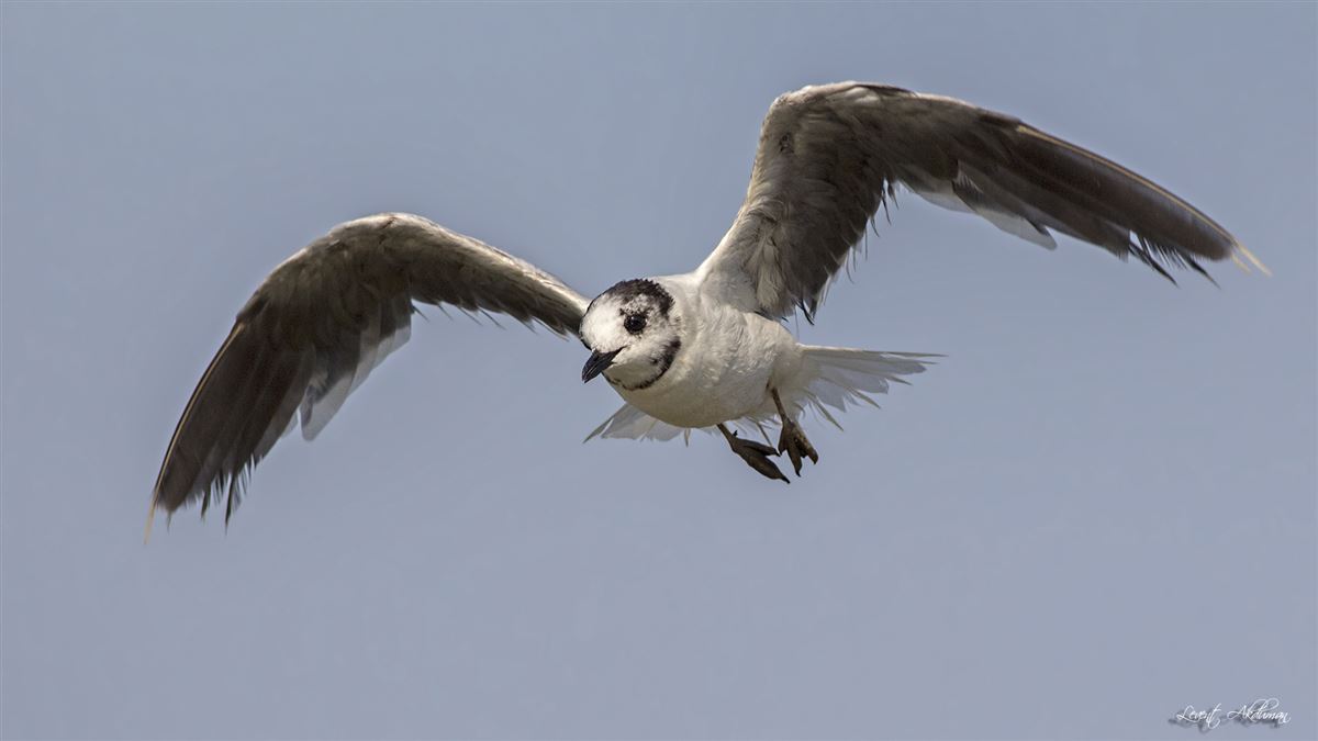 Little Gull