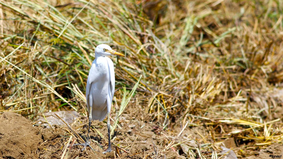 Western Cattle Egret