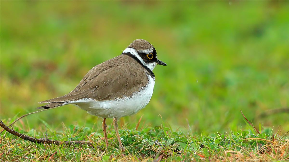 Little Ringed Plover