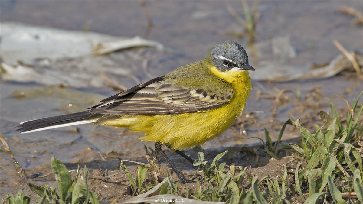 Western Yellow Wagtail