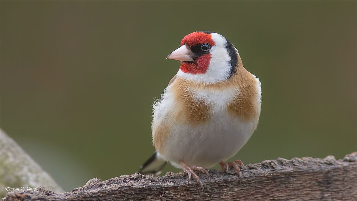 European Goldfinch