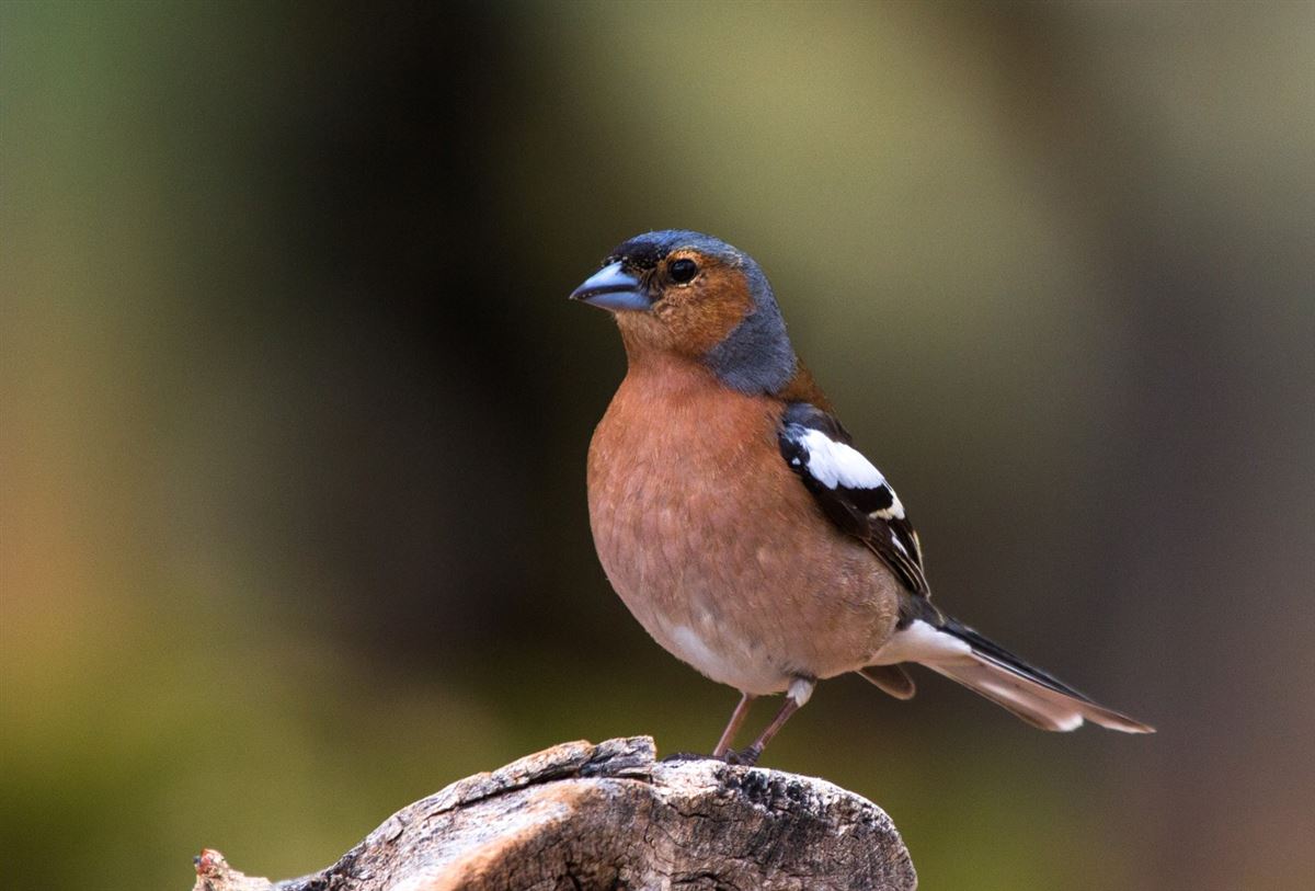 Eurasian Chaffinch