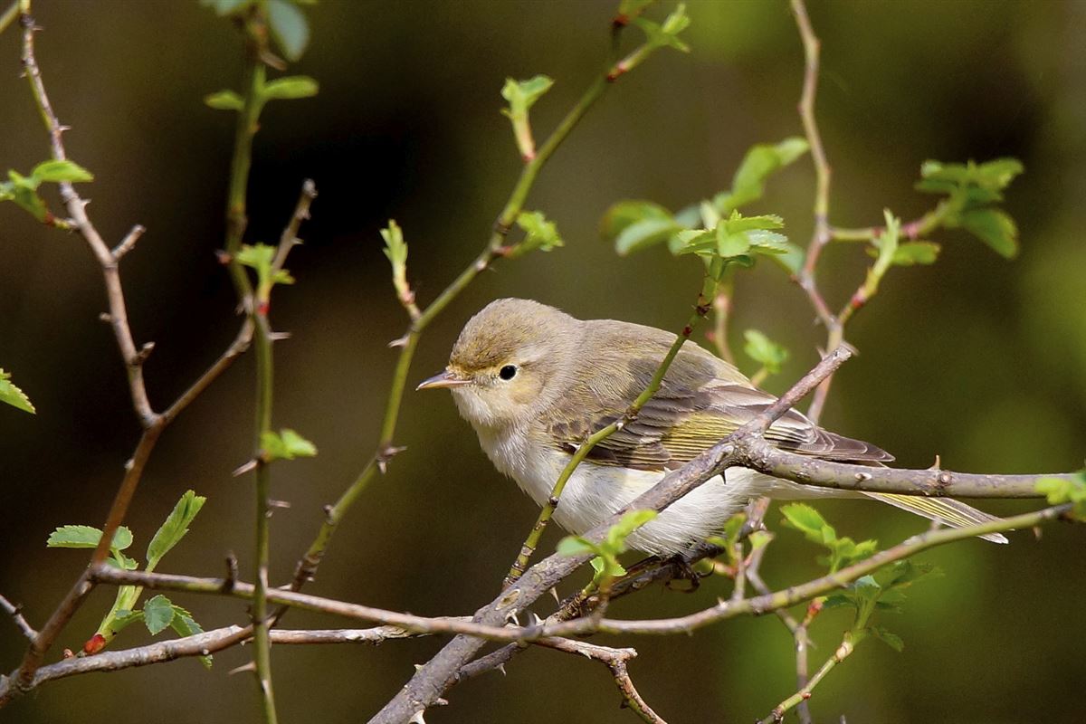 Eastern Bonelli`s Warbler