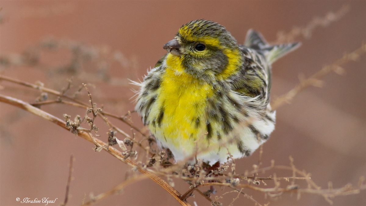European Serin