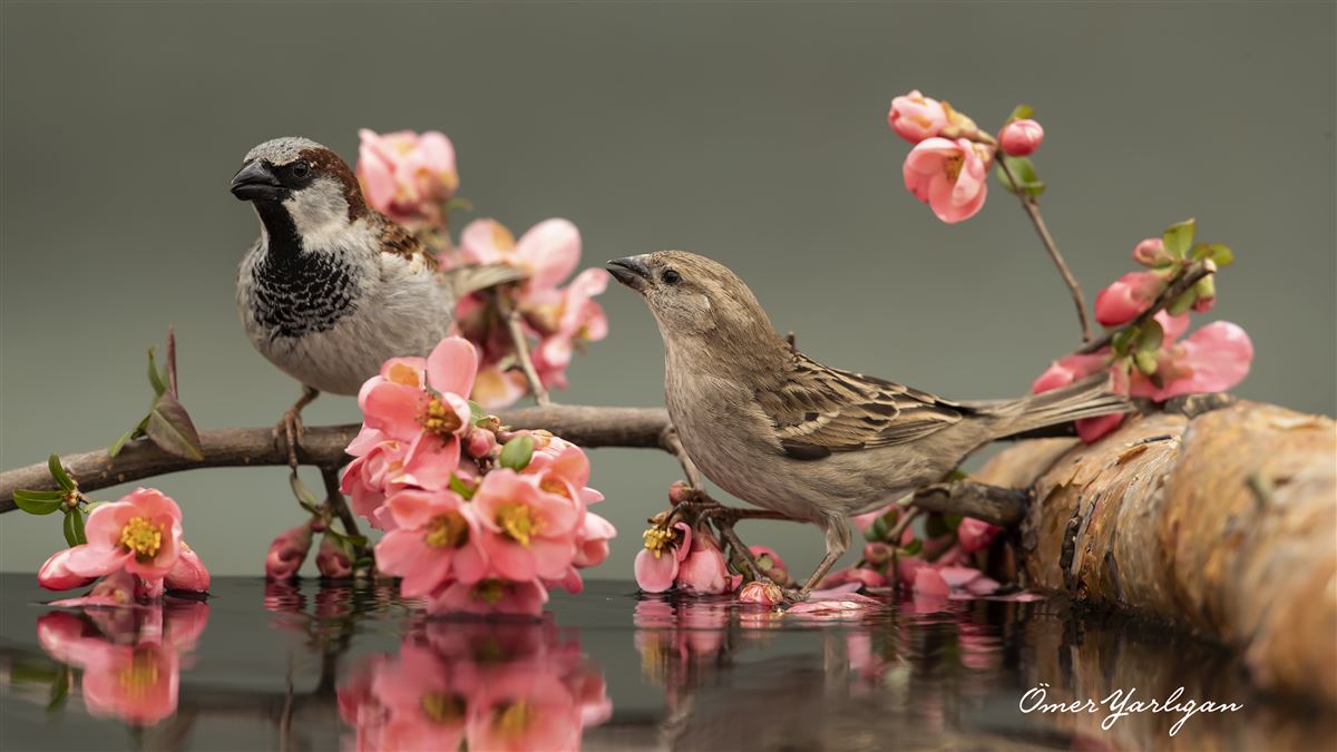 House Sparrow
