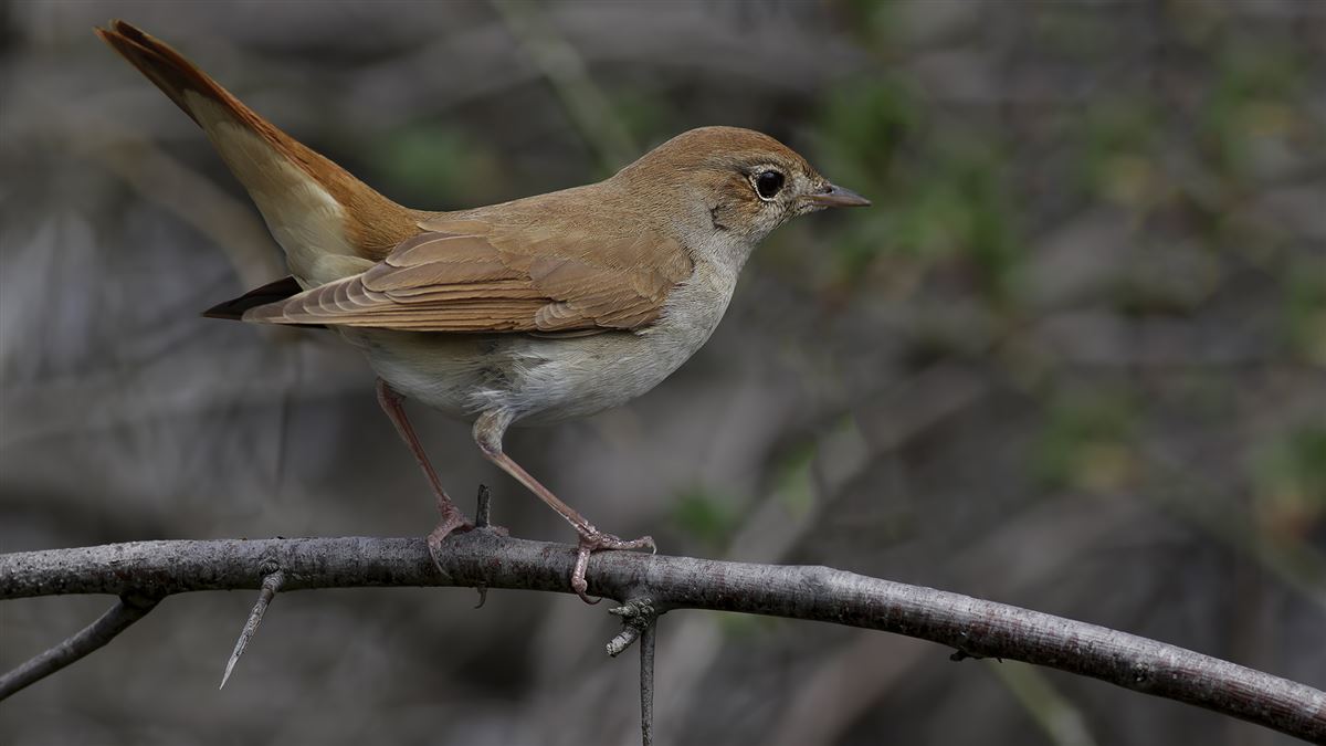 Common Nightingale