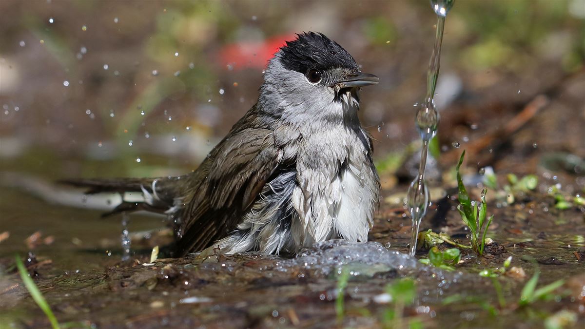 Eurasian Blackcap