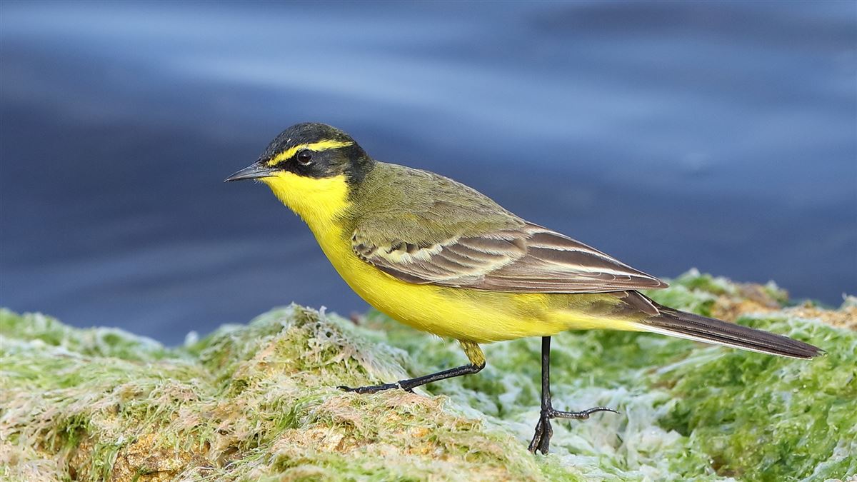 Western Yellow Wagtail