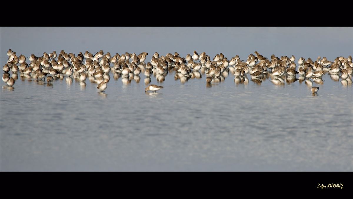 Dunlin