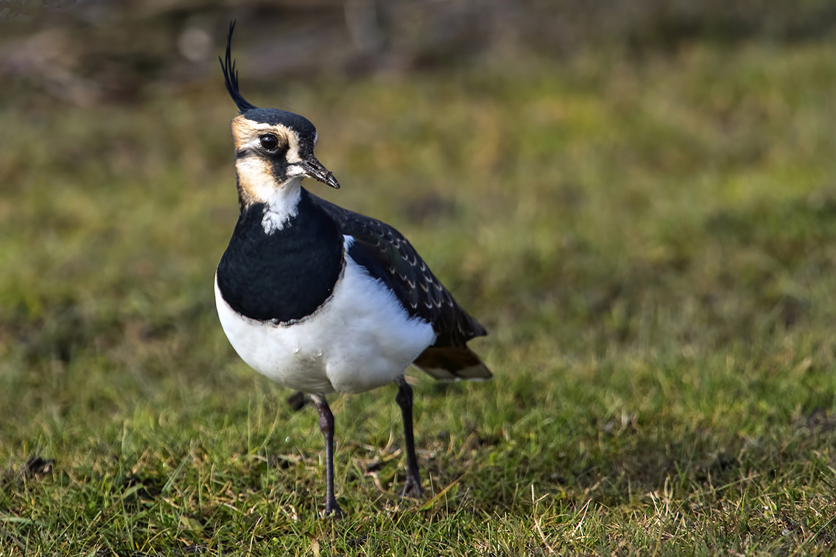 Northern Lapwing