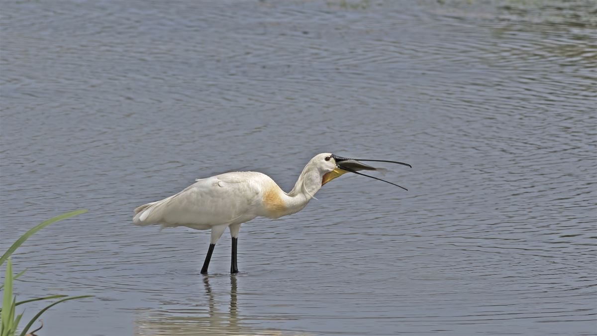 Eurasian Spoonbill