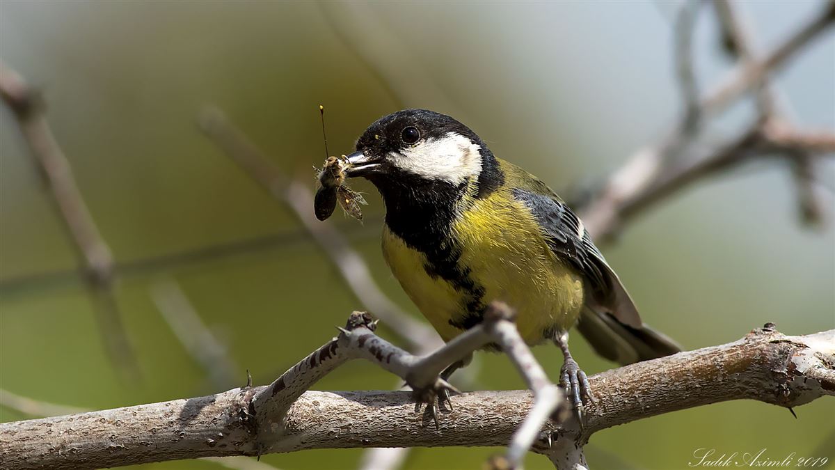 Great Tit