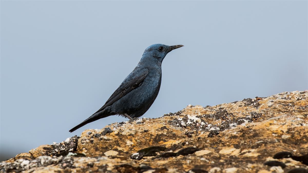 Blue Rock Thrush