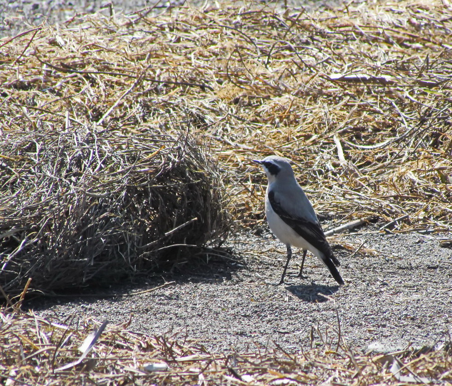 Northern Wheatear