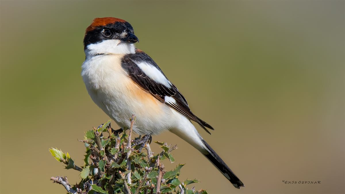 Woodchat Shrike