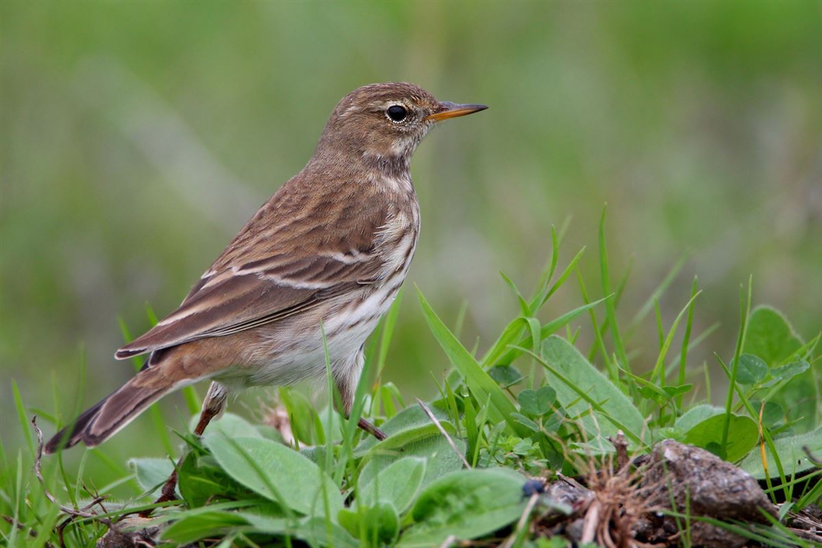 Water Pipit