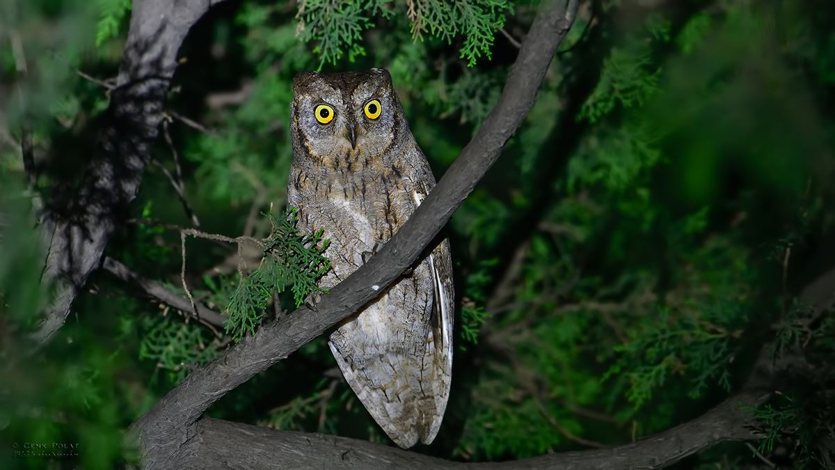 Eurasian Scops Owl