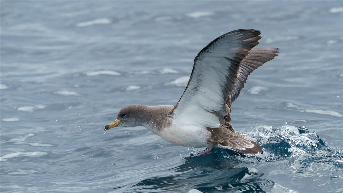 Scopoli`s Shearwater
