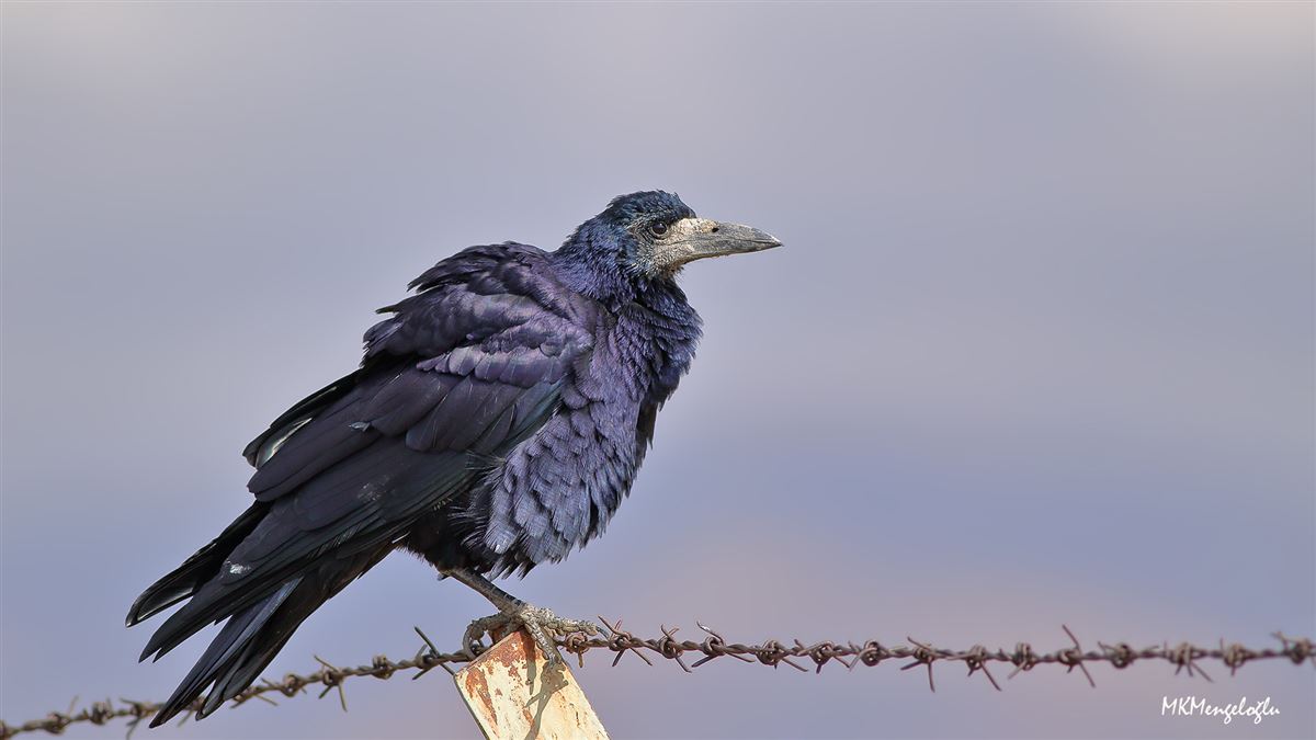 Rook
