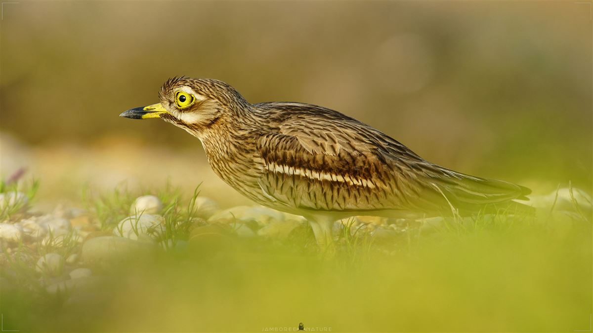 Eurasian Stone-curlew