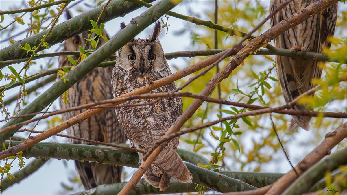 Long-eared Owl