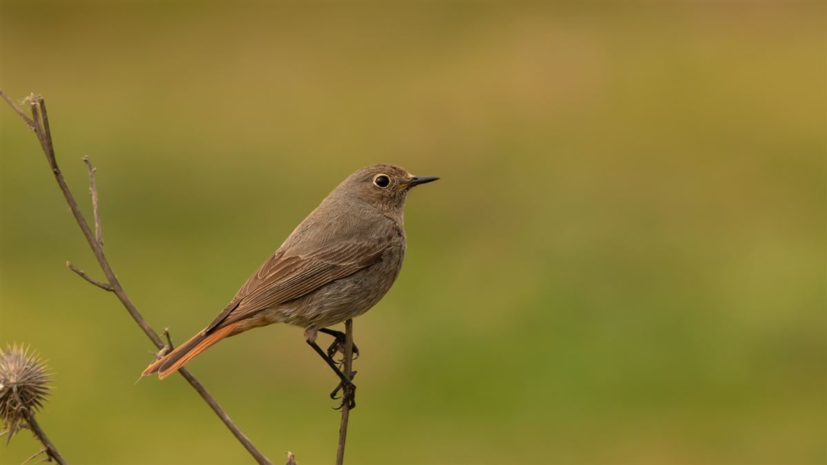 Black Redstart