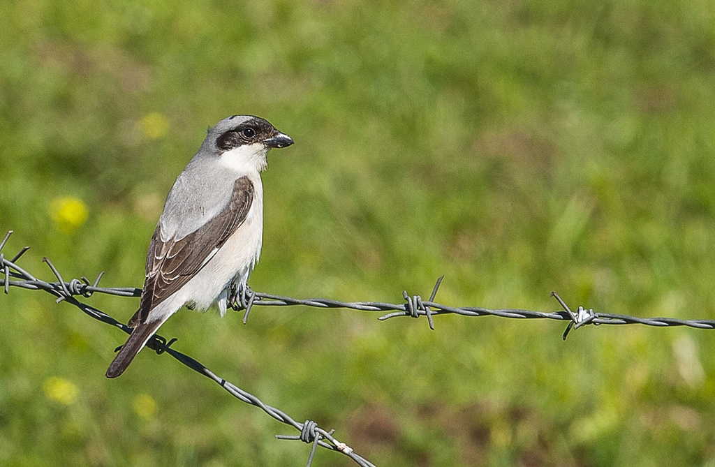 Lesser Grey Shrike
