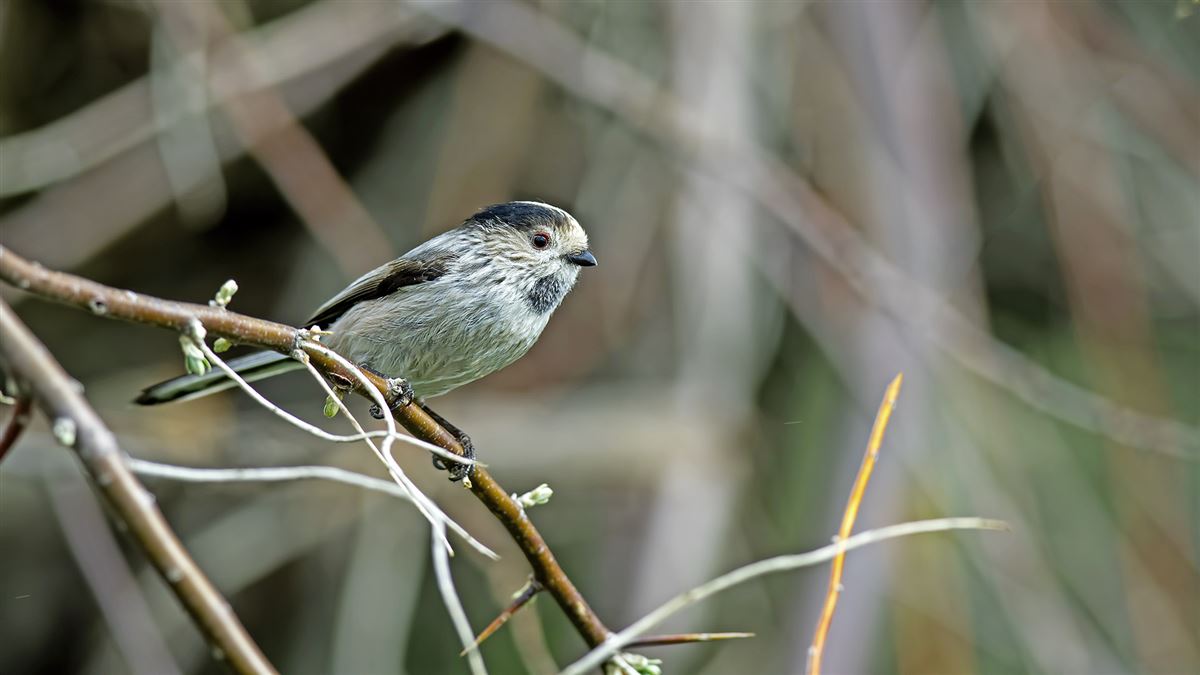 Long-tailed Tit